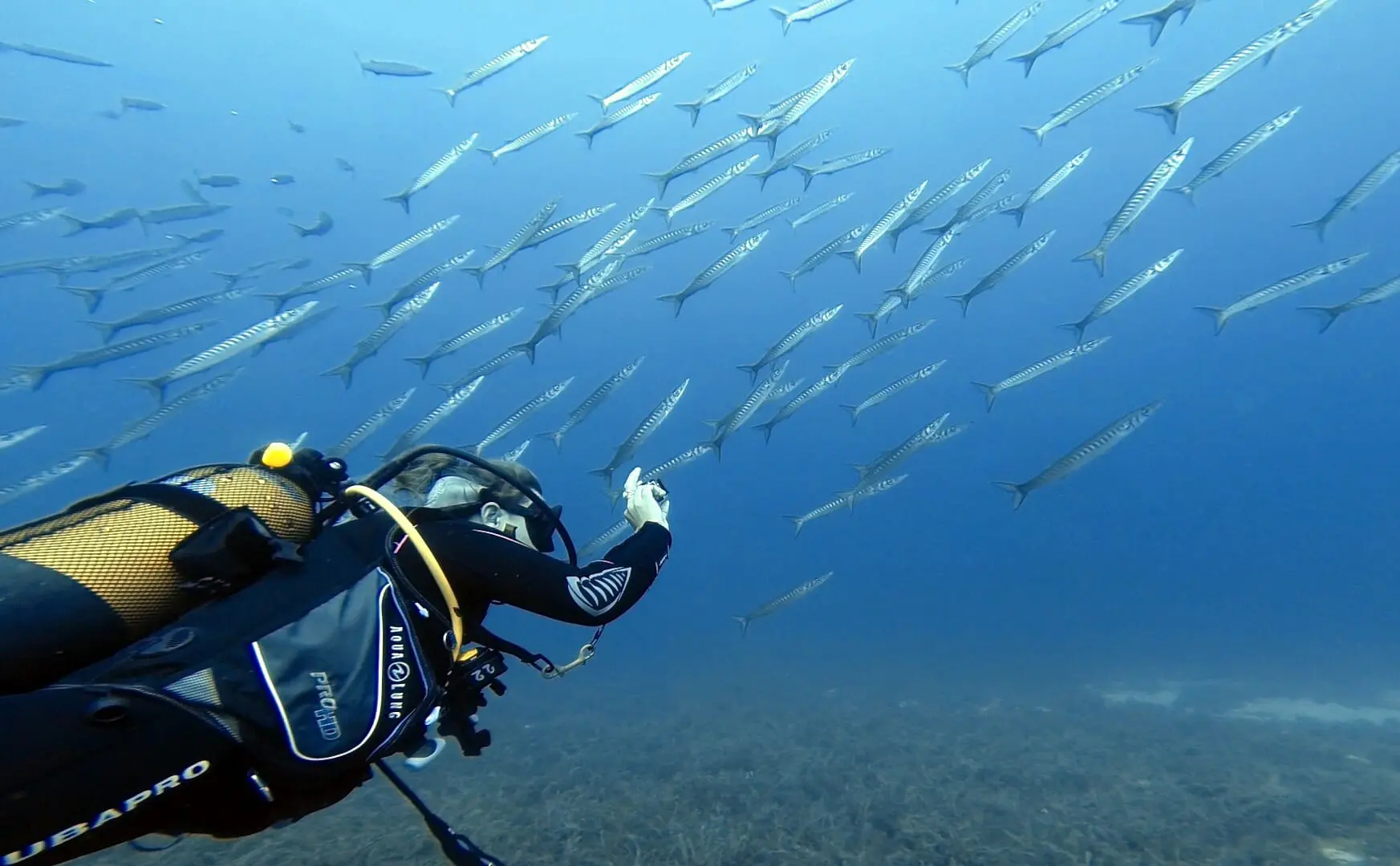 Diving & Snorkeling
